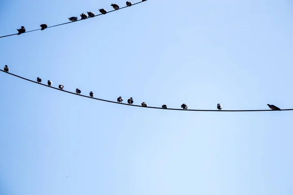 Tauben hocken auf Draht — Stockfoto