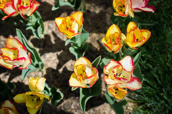 Πολύχρωμα λουλούδια τουλίπας ανθίζουν στον κήπο — Φωτογραφία Αρχείου