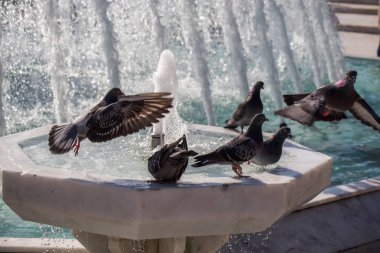 Şehir güvercinleri çeşme kenarında