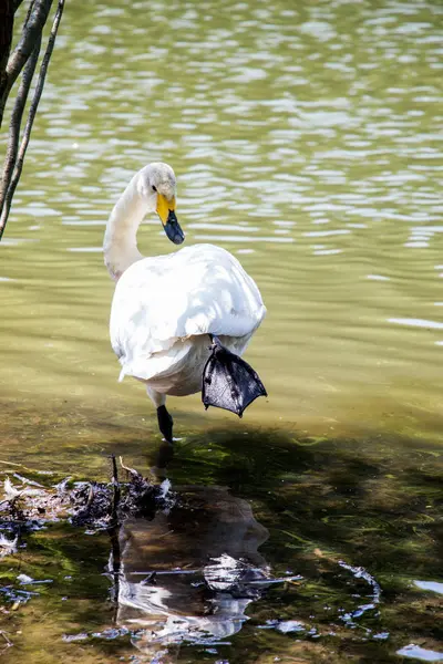 Un solo cisne vive en el estanque —  Fotos de Stock