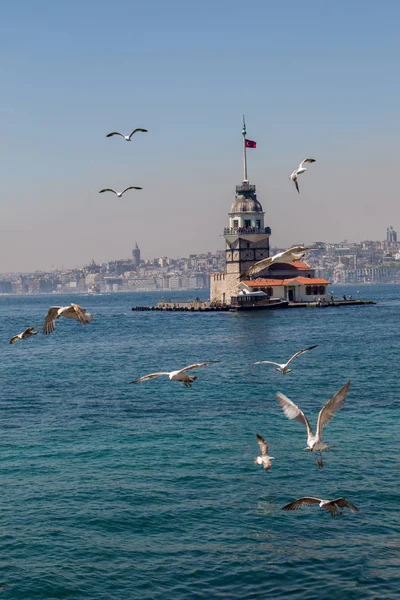 Möwen und Jungfrauen turmen in Istanbul — Stockfoto