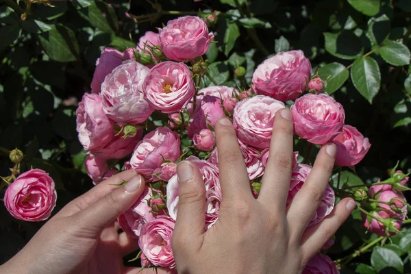 Indah mawar segar di tangan — Stok Foto