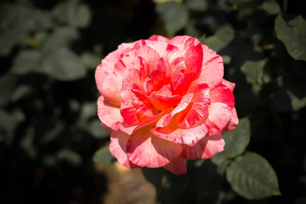 Kvetoucí krásné barevné růže květinové pozadí — Stock fotografie