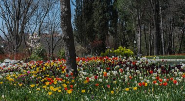 Lale alan havuz güzel Lale çiçek