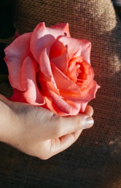 Elindeki güzel taze gül