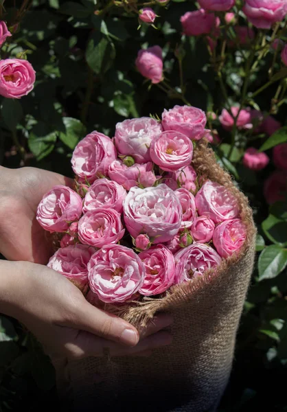 Lindas rosas embrulhadas com lona na mão — Fotografia de Stock