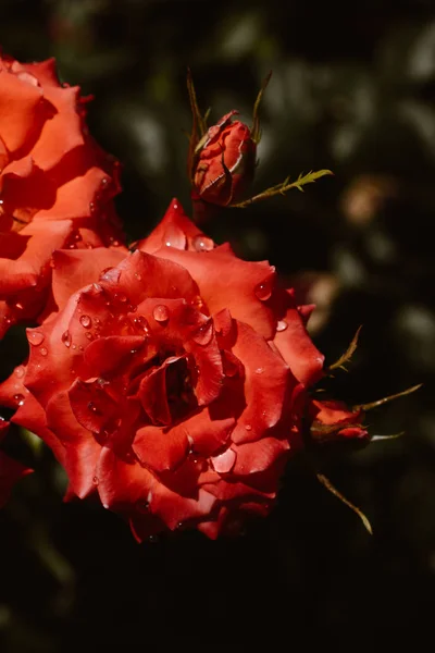 Primer Plano Del Rosal Floreciente — Foto de Stock