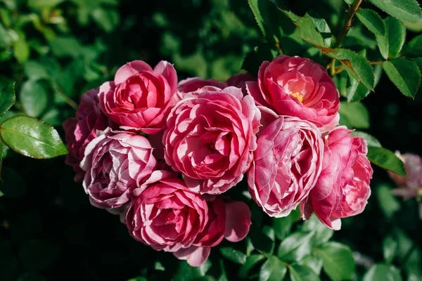 Flores hermosas rosas de colores en el jardín —  Fotos de Stock