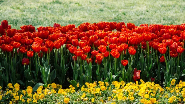 Belle fleur de tulipes dans le champ de tulipes au printemps — Photo