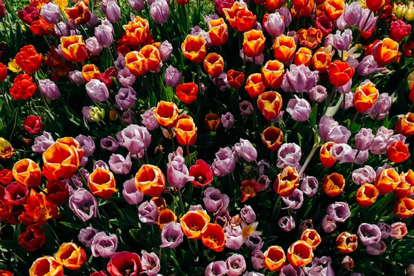 Квіти тюльпанів навесні як квітковий фон — стокове фото