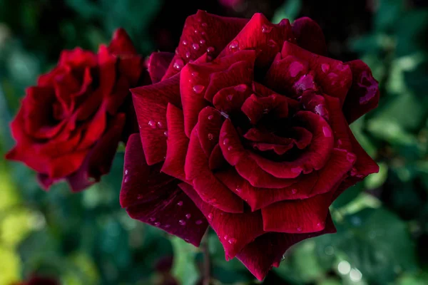 Blühende schöne bunte Rosen im Garten — Stockfoto