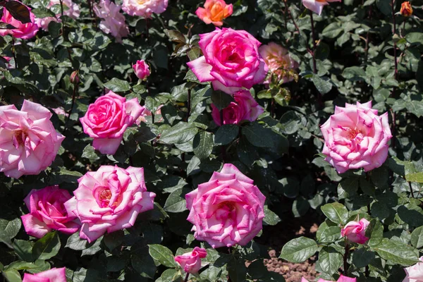 Kvetoucí krásné barevné růže v zahradě — Stock fotografie