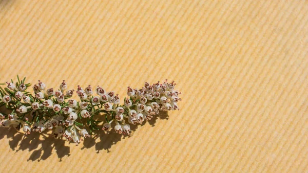 Coloridas flores de primavera sobre fondo marrón — Foto de Stock