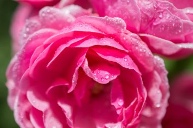 Gül ile suyun üzerinde damla