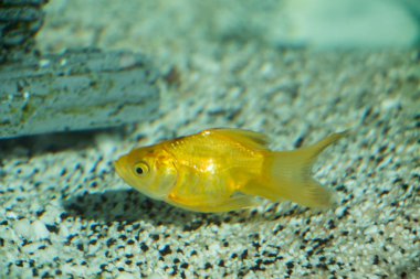 Akvaryumdaki güzel balıklar 