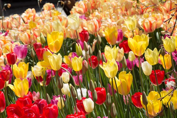 Flores de tulipán de colores florecientes como fondo floral — Foto de Stock