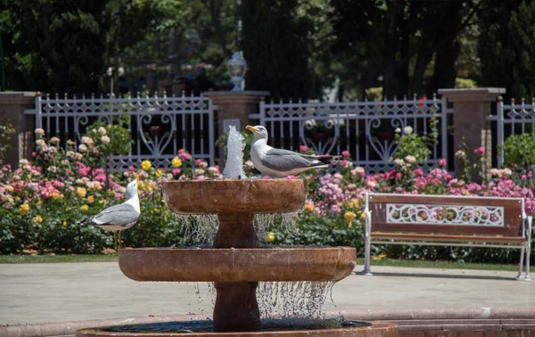 Чайка у фонтана в розовом саду — стоковое фото