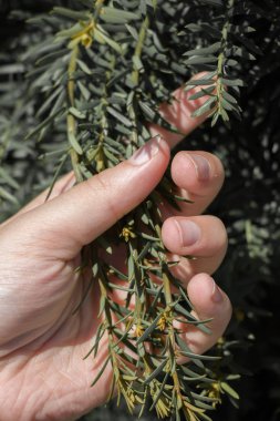 Elinde bir yeşil parçası ağaç görünümünde