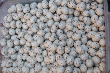 Siyah benekli bıldırcın yumurtası yığını 