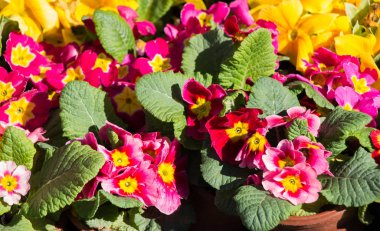 pasta's, tomaten, kaas en paddestoelen zijn geïsoleerd op een witte achtergrond