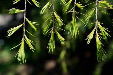 Bir ağacın yaprakları
