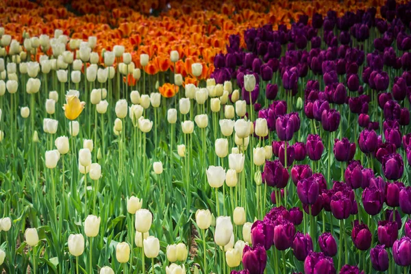 Färgglada tulpanblommor blommar i trädgården — Stockfoto