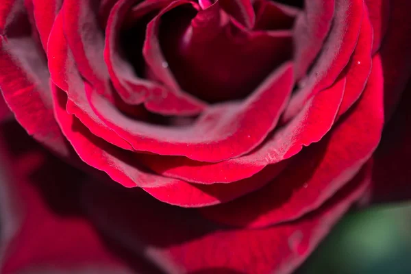 庭の背景に美しいカラフルなバラの花 — ストック写真