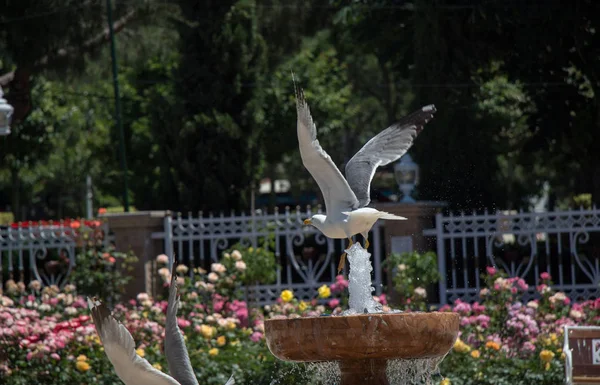 Seagull by the fountain in a rose garden — Stock Photo, Image