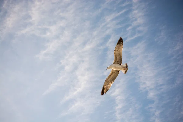 Mavi bir gökyüzü uçan tek martı — Stok fotoğraf