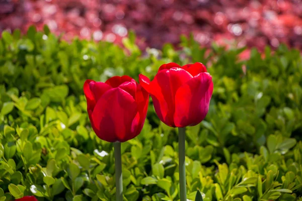 Punainen väri tulppaani kukkia puutarhassa — kuvapankkivalokuva