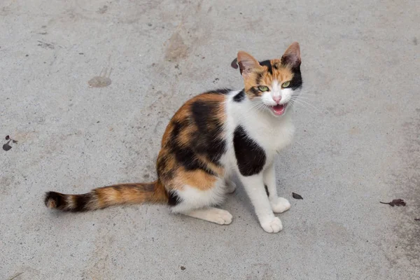 Gato callejero se ve en la calle —  Fotos de Stock