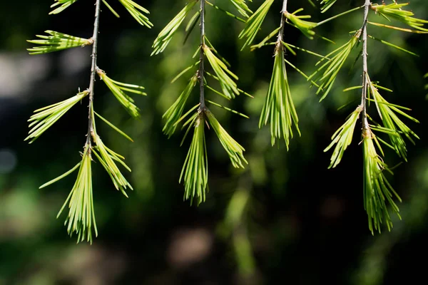 Blad av ett träd — Stockfoto