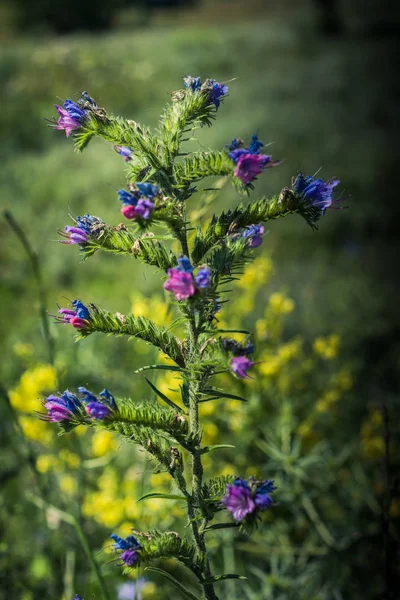 Florescendo belas flores silvestres coloridas em vista — Fotografia de Stock