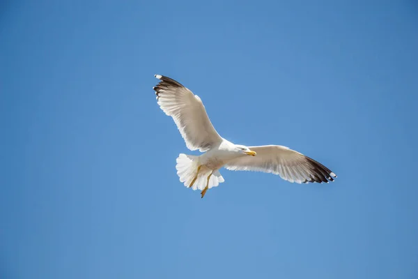 Una sola gaviota volando en azul un cielo —  Fotos de Stock