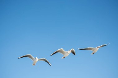 Mavi bir gökyüzü uçan martı