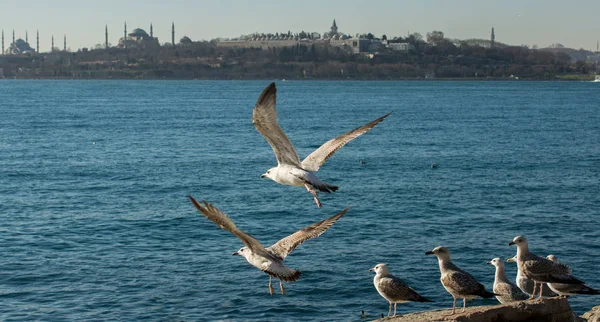 As gaivotas estão na rocha junto às águas do mar. — Fotografia de Stock