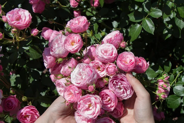 Beautiful fresh roses in hand — Stock Photo, Image
