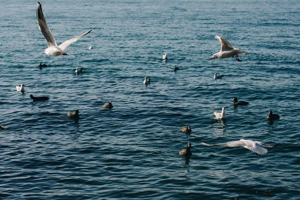 As gaivotas estão sobre e sobre as águas do mar — Fotografia de Stock