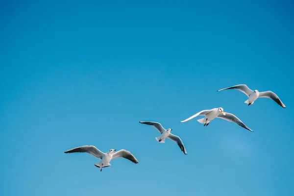 Möwen Fliegen Den Himmel Hintergrund — Stockfoto