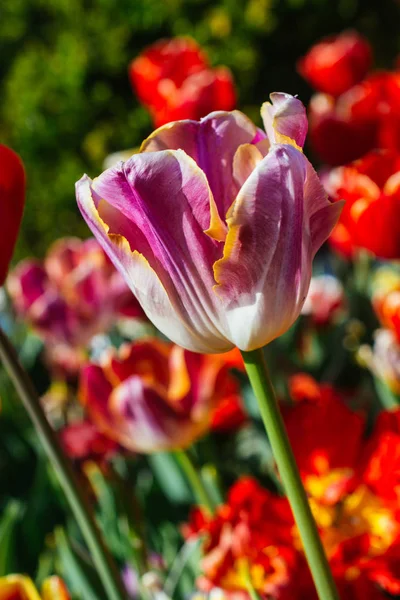 Fleurs de tulipes en fleurs au printemps comme fond floral — Photo