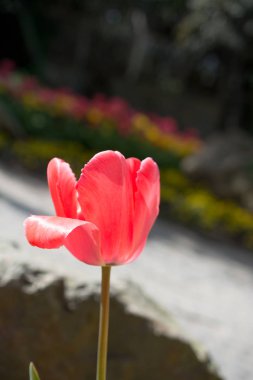 pembe renkli Lale doğada