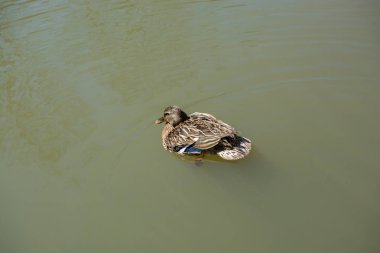 Havuzun yanındaki yaban ördeği