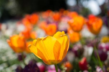 İlkbaharda açan laleler 