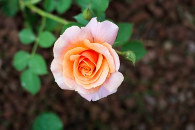 Güzel renkli gül çiçek