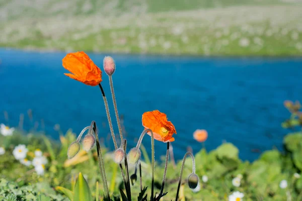 Lago Highland in verde sfondo naturale in Artvin — Foto Stock