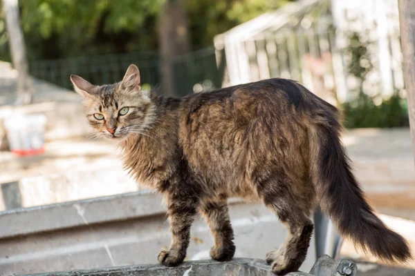 Gato callejero se ve en la calle — Foto de Stock