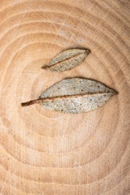 Kuru yeşil yaprakları bir odun parçası