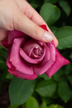 Güzel renkli gül çiçek el