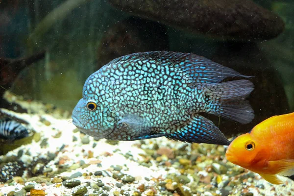 Bellissimi pesci in acquario — Foto Stock