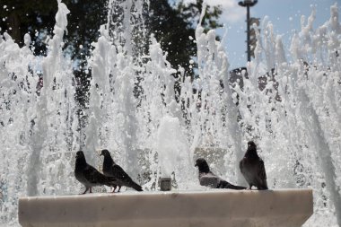 Şehir güvercinleri çeşme kenarında